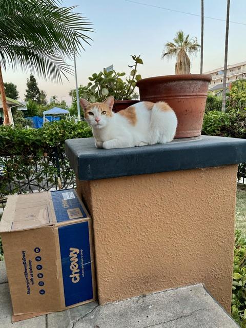 x Courtesy Listing: 7 Cats in Need of New Homes 6