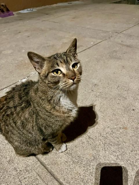 x Courtesy Listing: 7 Cats in Need of New Homes 4