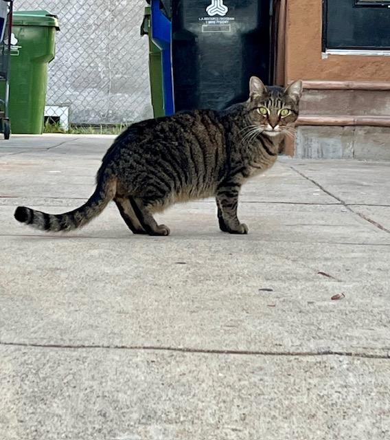 x Courtesy Listing: 7 Cats in Need of New Homes