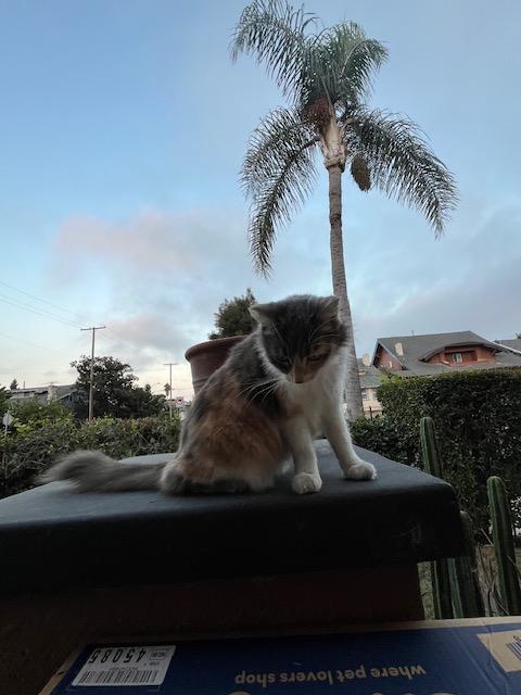 x Courtesy Listing: 7 Cats in Need of New Homes 3