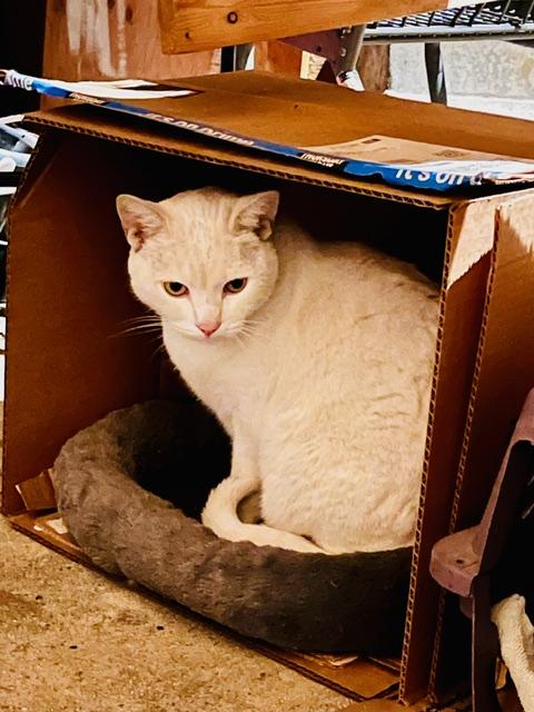 x Courtesy Listing: 7 Cats in Need of New Homes 5