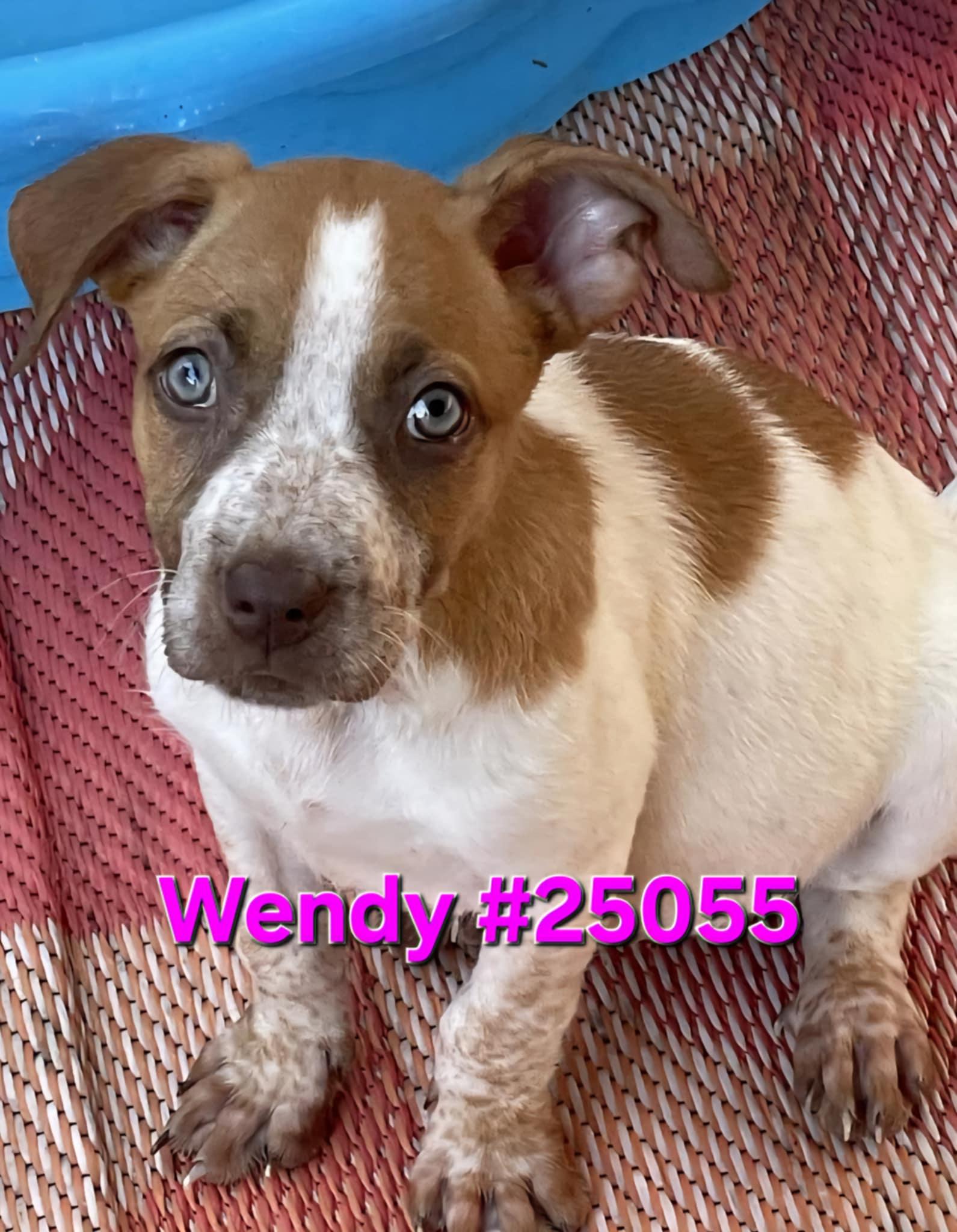 Wendy, Young Female unknown