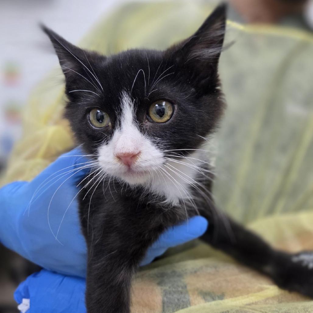 Tomahawk, a Adoptable Domestic Long Hair in Incline Village, NV image 1/2