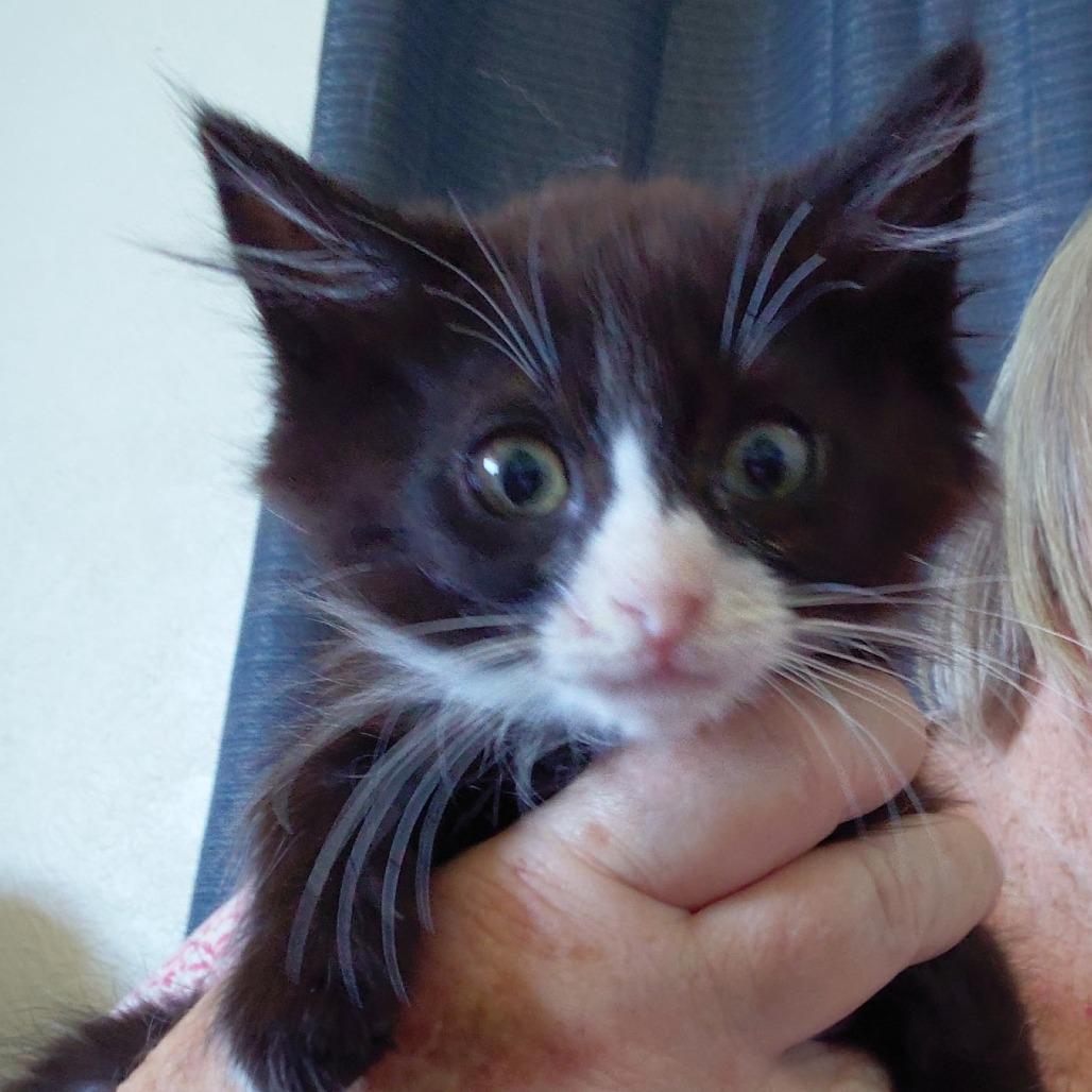 Tomahawk, a Adoptable Domestic Long Hair in Incline Village, NV image 2/2