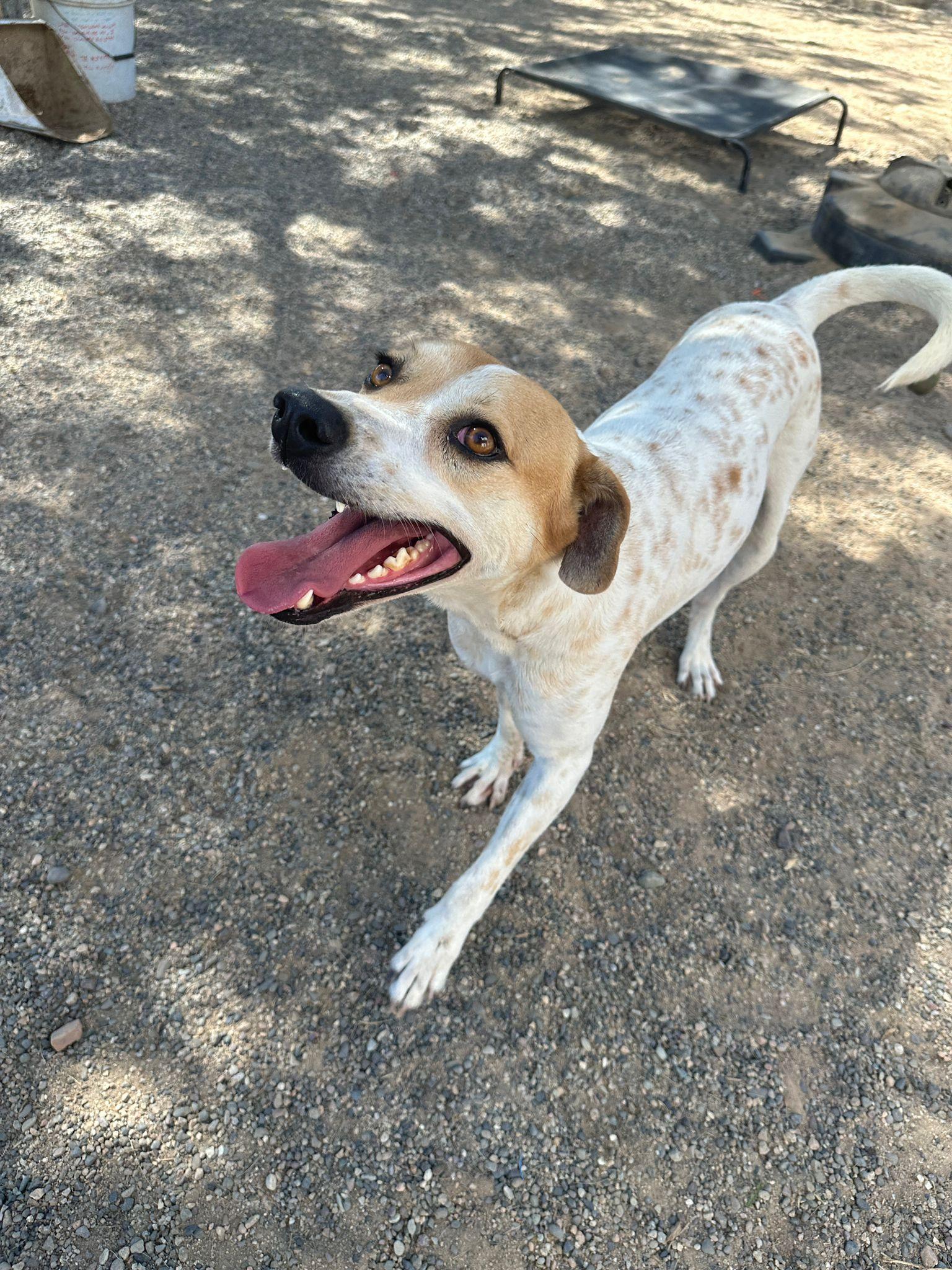 Enlarge Shannon, a Adoptable mixed breed in Sacramento, CA image 5/6