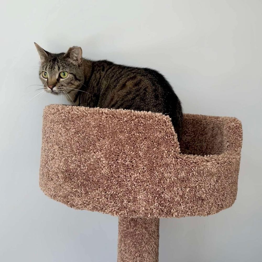 Clover, Adoptable, Young Female Domestic Short Hair.