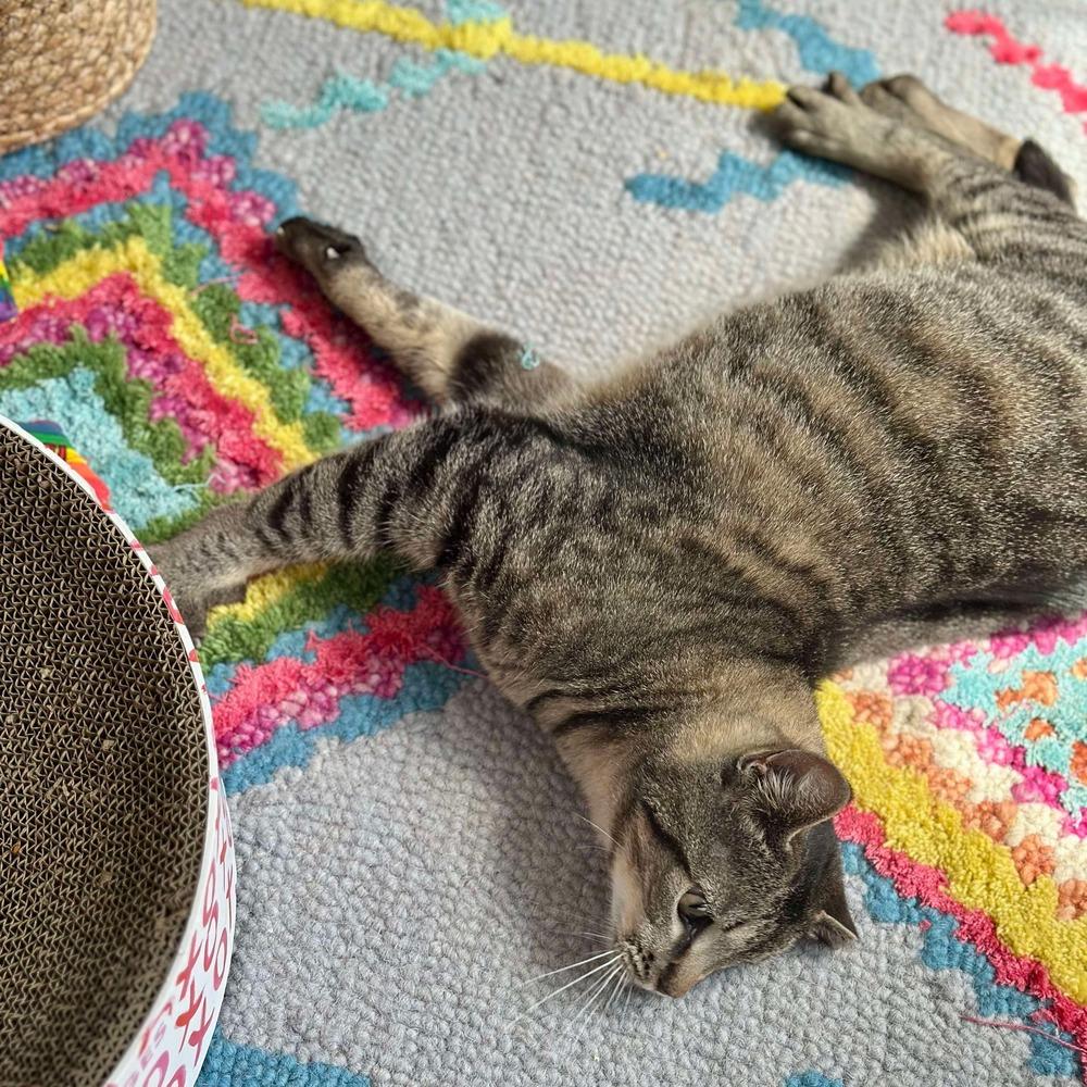 Enlarge Clover, a Adoptable Domestic Short Hair in Raleigh, NC image 3/6