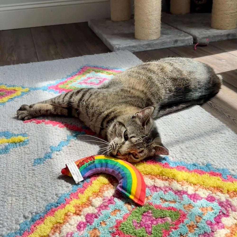Enlarge Clover, a Adoptable Domestic Short Hair in Raleigh, NC image 4/6