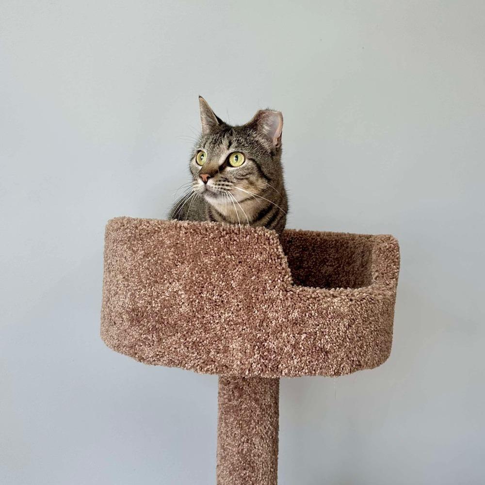 Enlarge Clover, a Adoptable Domestic Short Hair in Raleigh, NC image 5/6