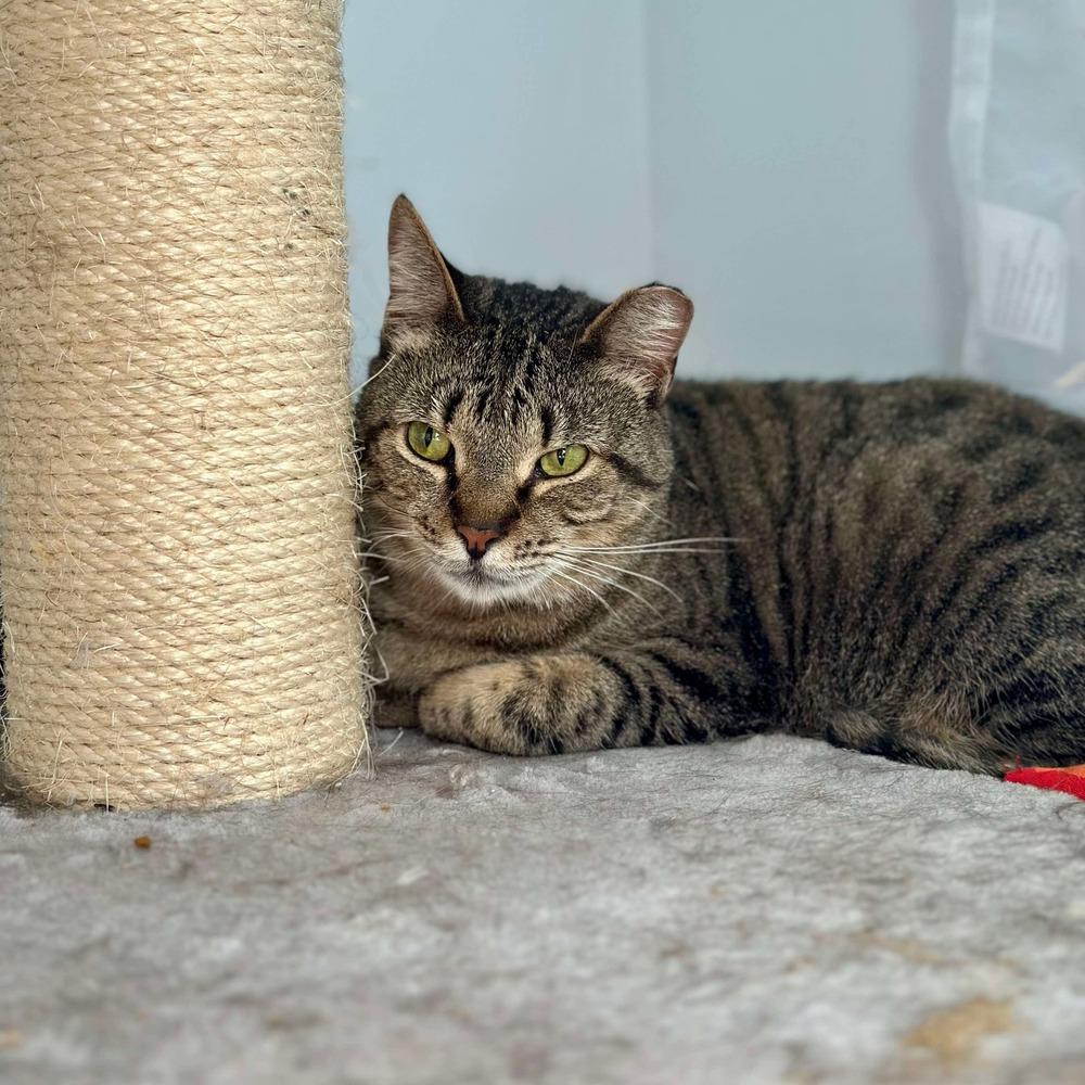 Enlarge Clover, a Adoptable Domestic Short Hair in Raleigh, NC image 6/6
