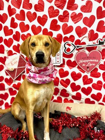 Hank, an adoptable Redbone Coonhound in Burgaw, NC, 28425 | Photo Image 4