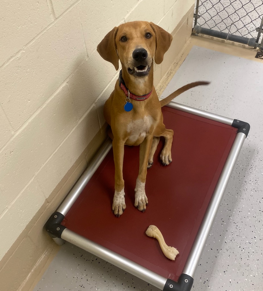 Hank, an adoptable Redbone Coonhound in Burgaw, NC, 28425 | Photo Image 4