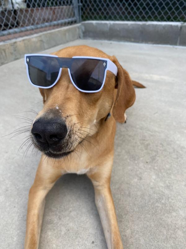 Hank, an adoptable Redbone Coonhound in Burgaw, NC, 28425 | Photo Image 2
