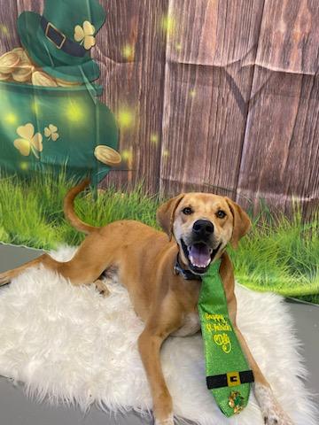 Enlarge Hank, a Adoptable mixed breed in Burgaw, NC image 1/6