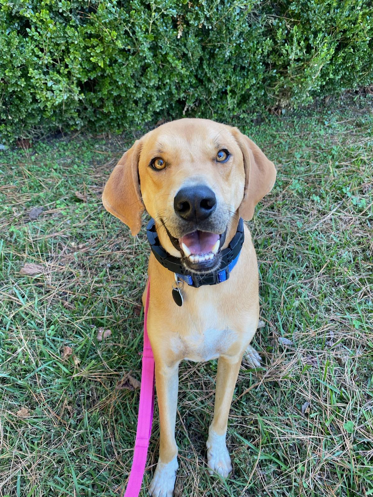 Hank, Adoptable, Young Male Redbone Coonhound.