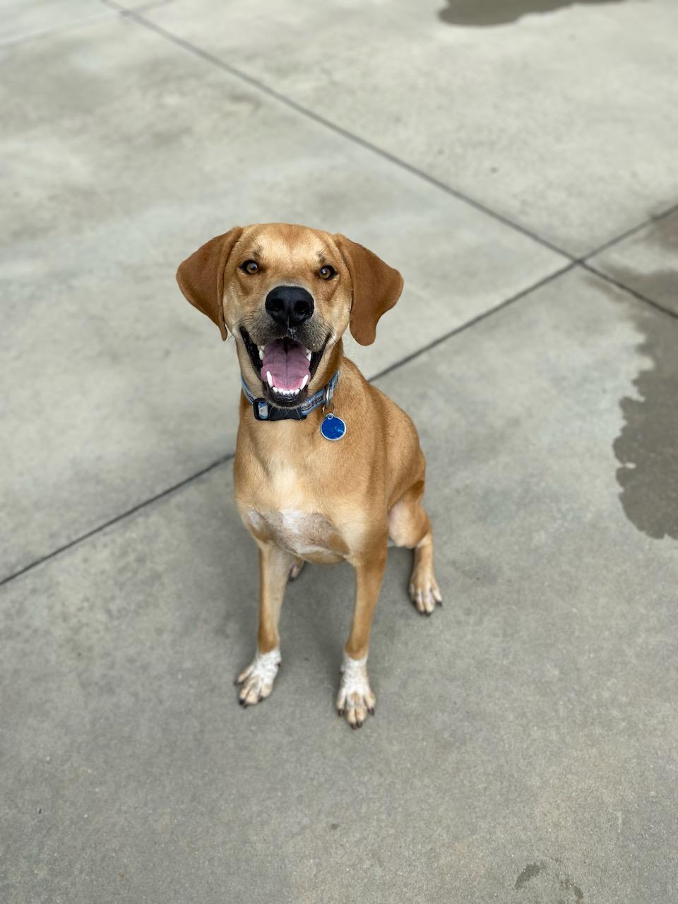 Hank, an adoptable Redbone Coonhound in Burgaw, NC, 28425 | Photo Image 1