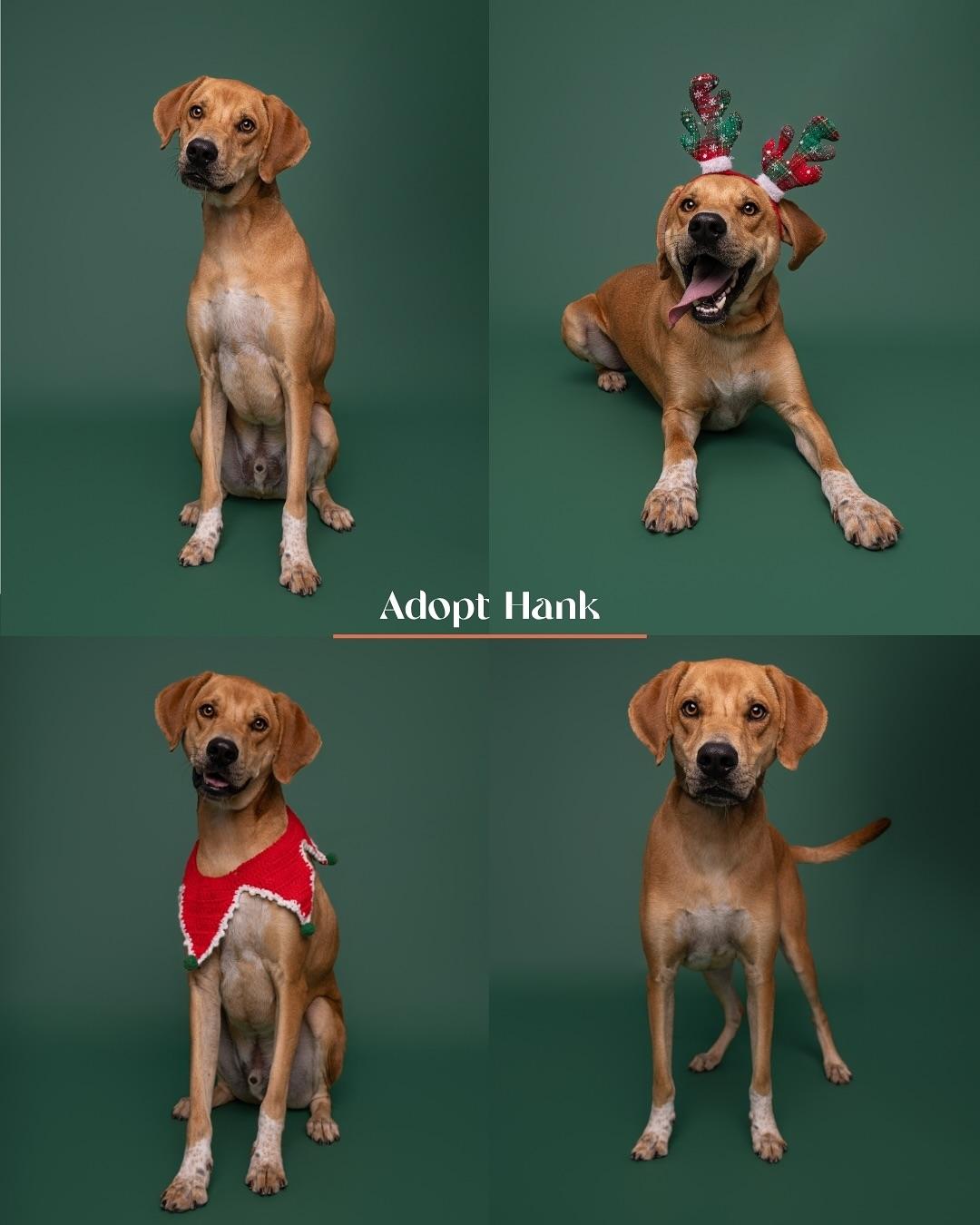 Hank, a Adoptable mixed breed in Burgaw, NC image 1/6