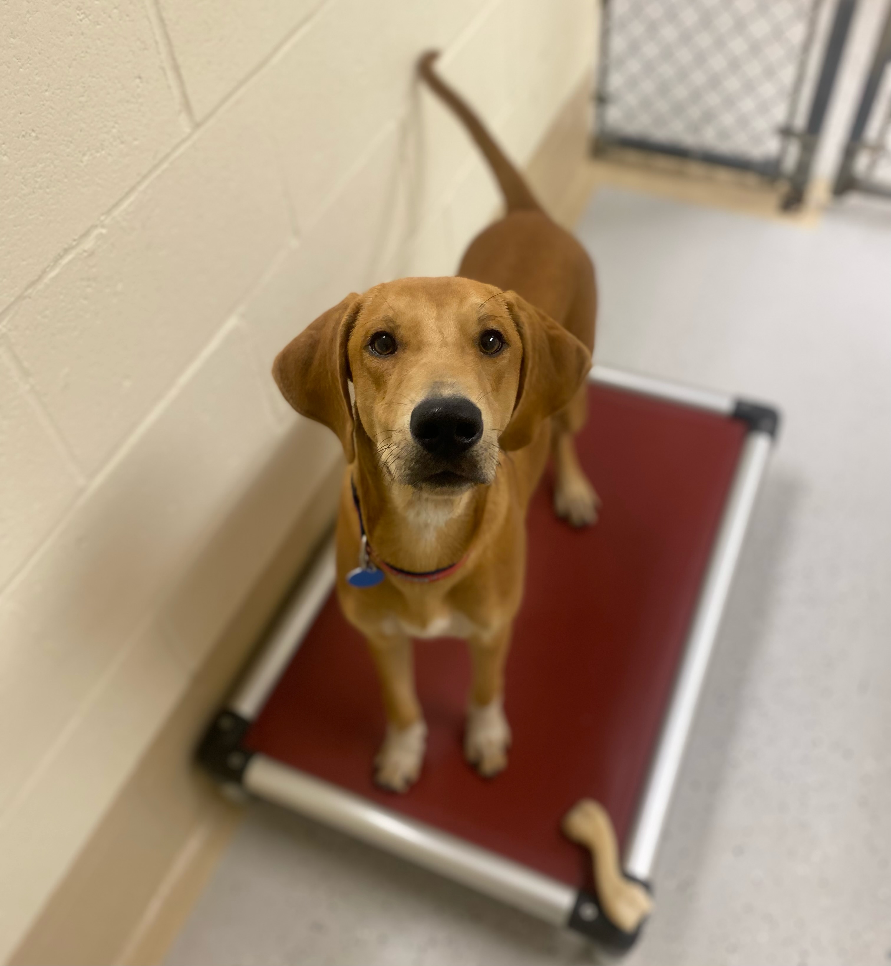 Hank, an adoptable Redbone Coonhound in Burgaw, NC, 28425 | Photo Image 5
