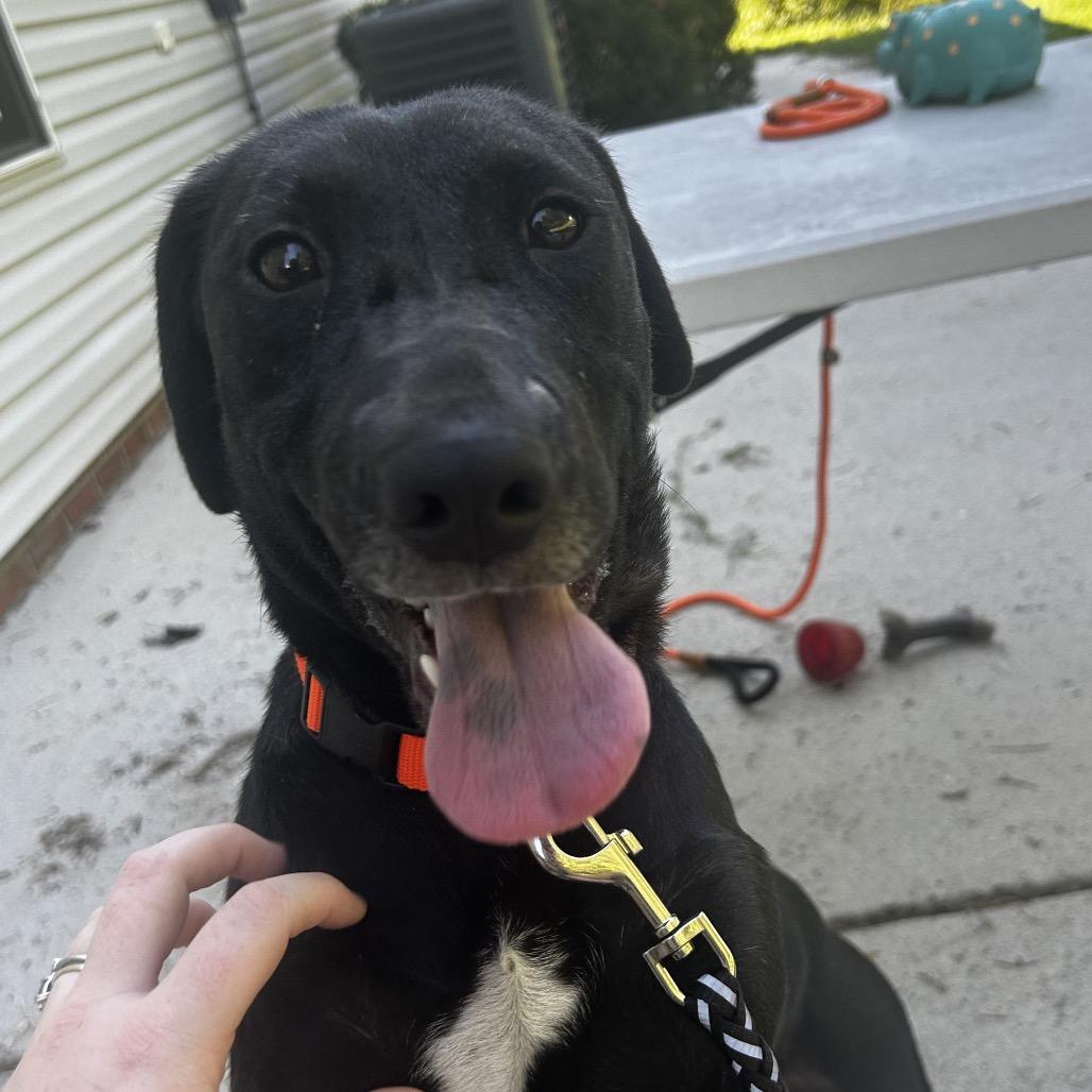 Rhino, Adoptable, Young Female Mixed Breed.