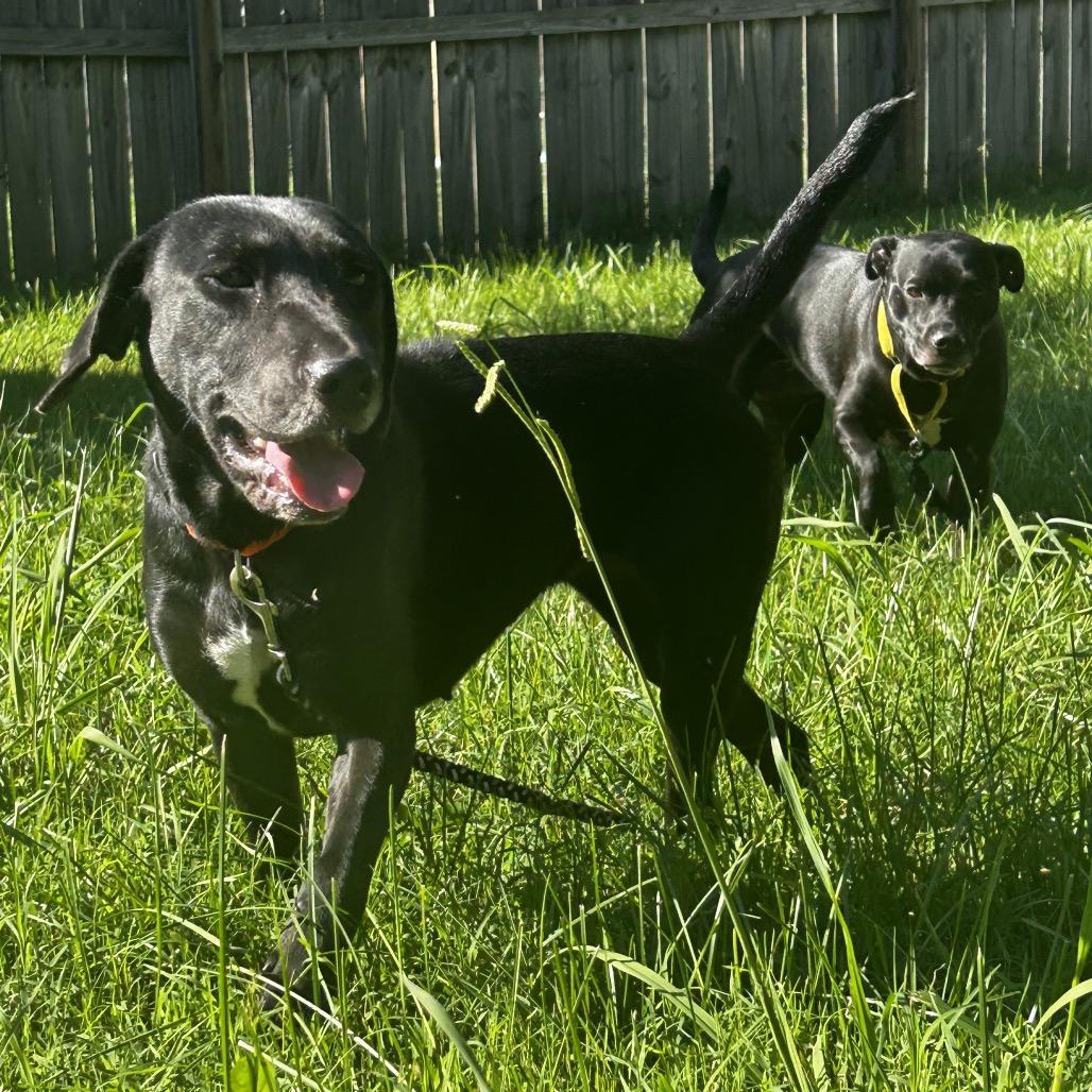 Enlarge Rhino, a Adoptable Mixed Breed in Winston-Salem, NC image 2/4