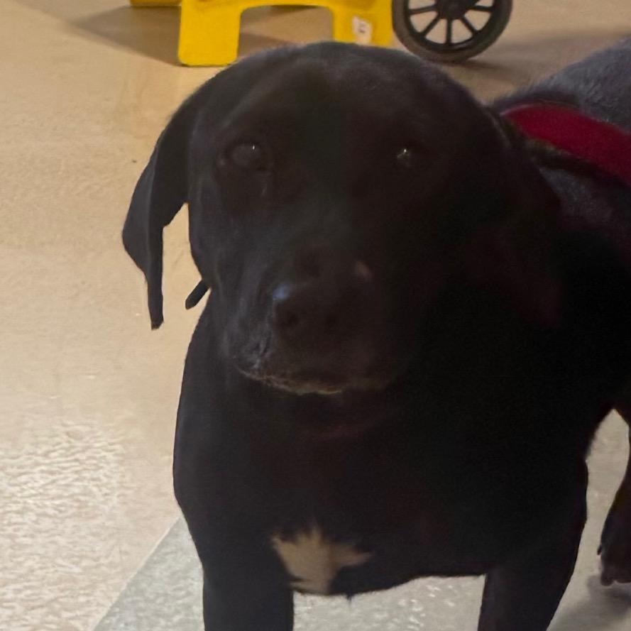 Enlarge Rhino, a Adoptable Mixed Breed in Winston-Salem, NC image 3/4
