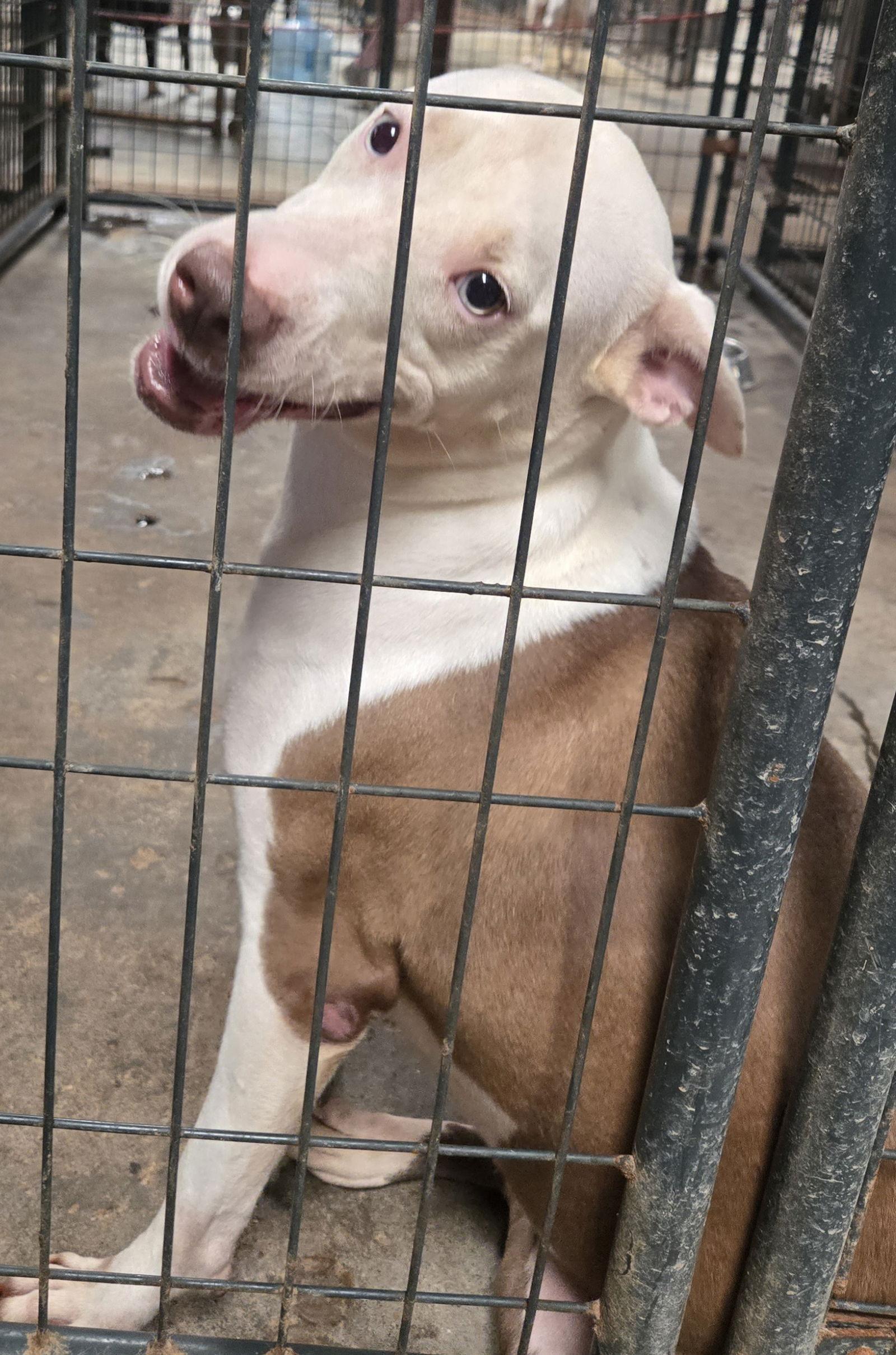 Ariel — thumbnail 2