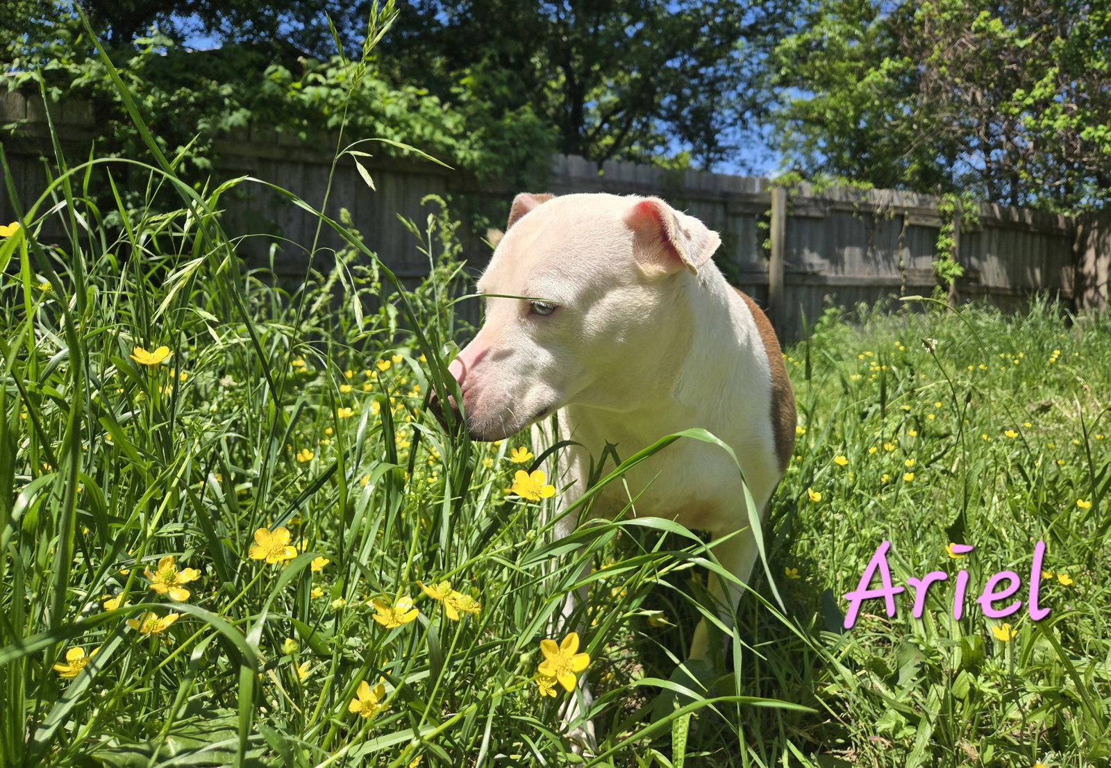 Ariel, Adoptable, Adult Female Hound & Siberian Husky.