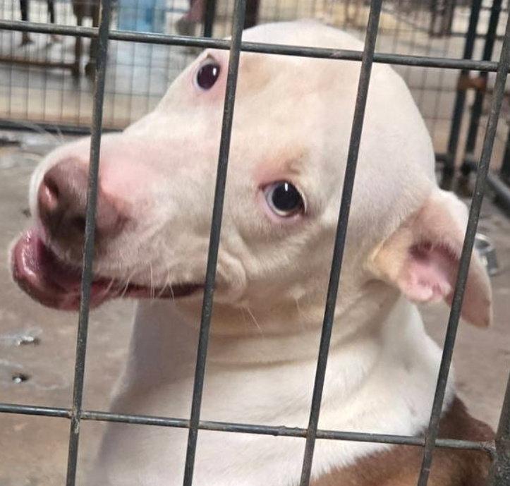 Enlarge Ariel, a Adoptable mixed breed in Jackson, MS image 2/3