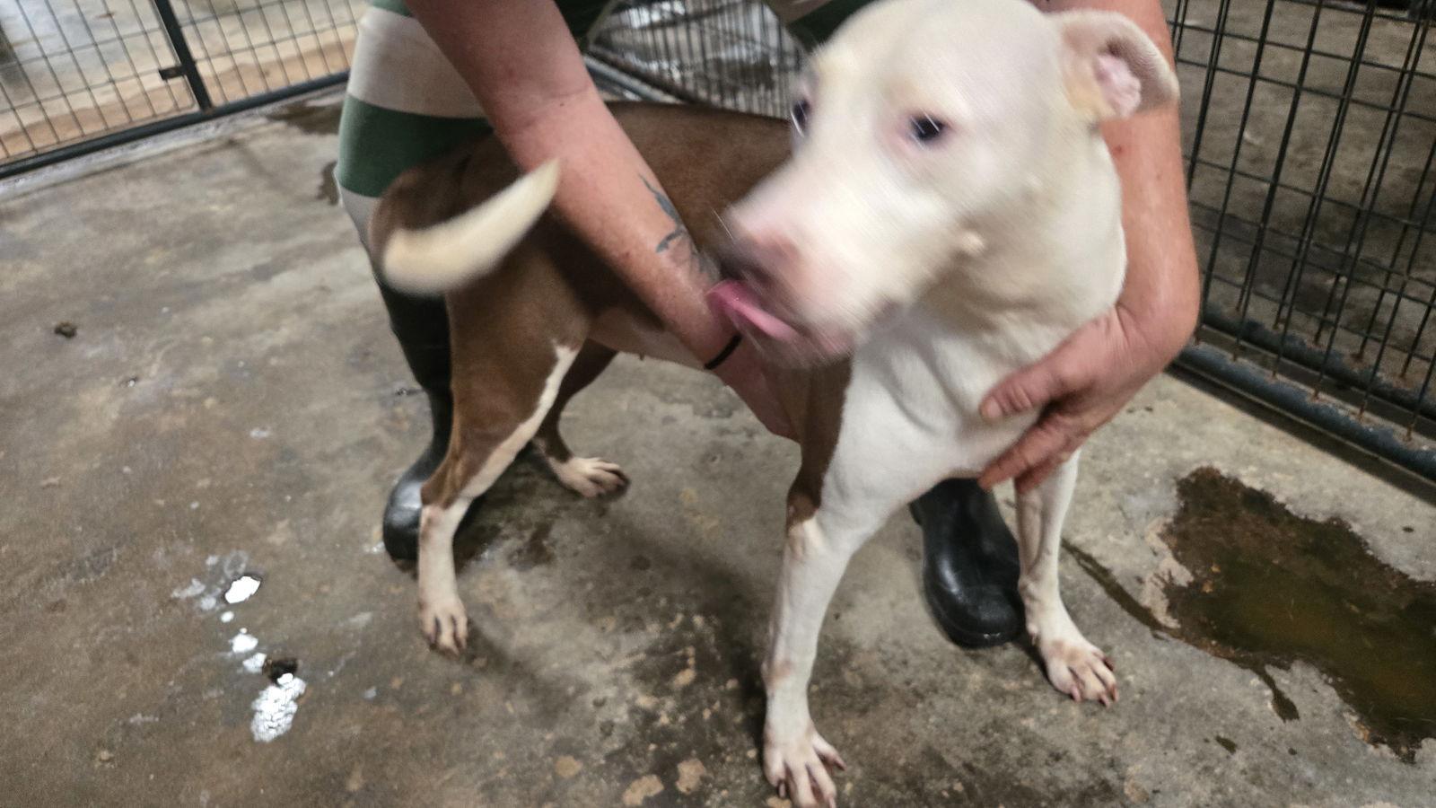 Ariel — thumbnail 3