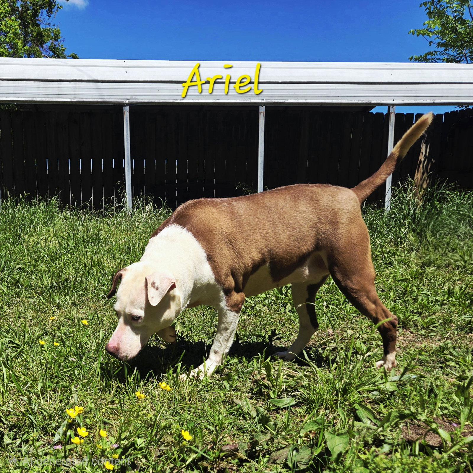 Enlarge Ariel, a Adoptable mixed breed in Jackson, MS image 3/3