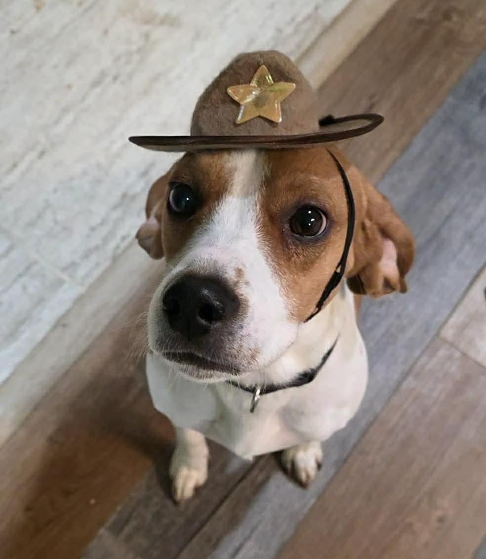 Enlarge Thumper, a ADOPTABLE mixed breed in Northwood, NH image 2/4