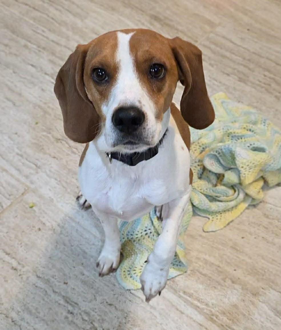 Enlarge Thumper, a ADOPTABLE mixed breed in Northwood, NH image 1/4