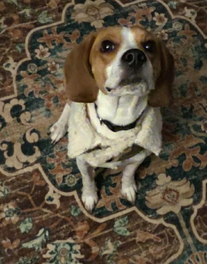 Enlarge Thumper, a ADOPTABLE mixed breed in Northwood, NH image 4/4