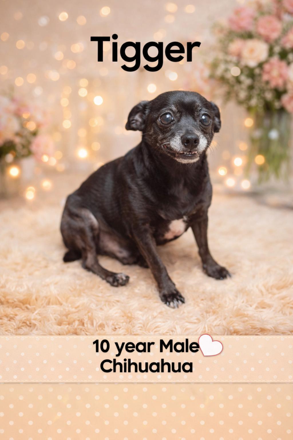 Enlarge TIGGER  – 10 YEAR MALE CHIHUAHUA @PETCO, 5011 E. RAY ROAD, PHX 85044 ON SATURDAY, MARCH 7TH,  11–2PM, an adoptable Chihuahua in Mesa, AZ image 1/2