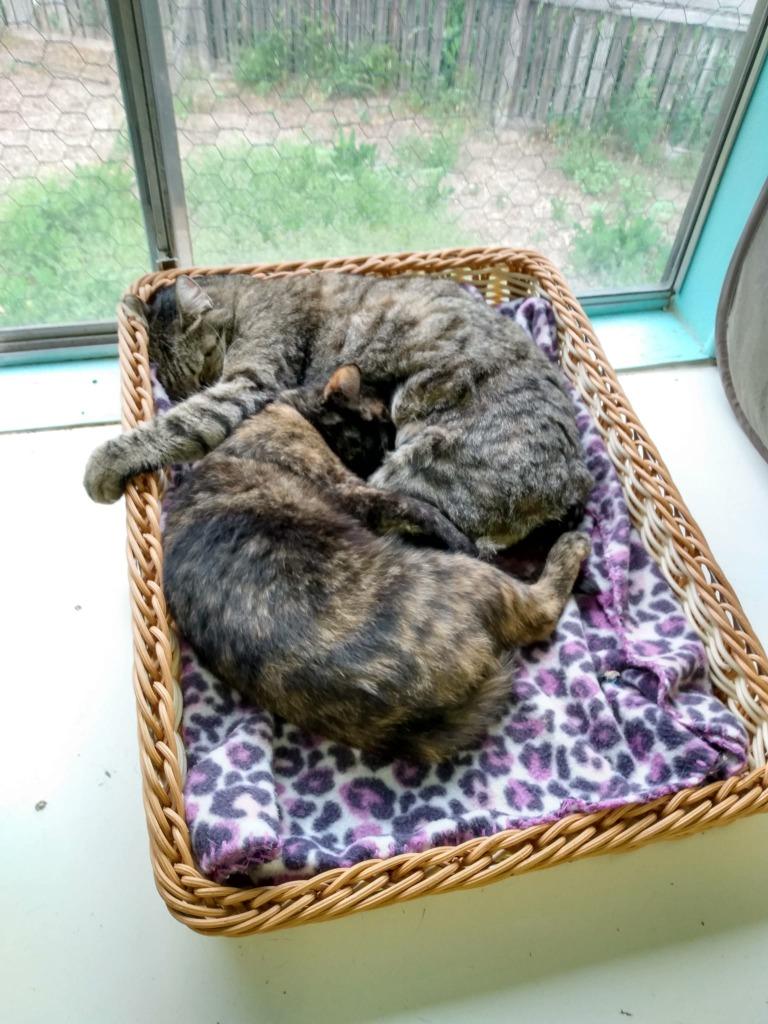 Mama Angel, a Adoptable mixed breed in Ogden, UT image 2/6
