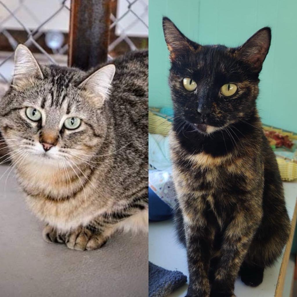 Mama Angel, a Adoptable mixed breed in Ogden, UT image 3/6