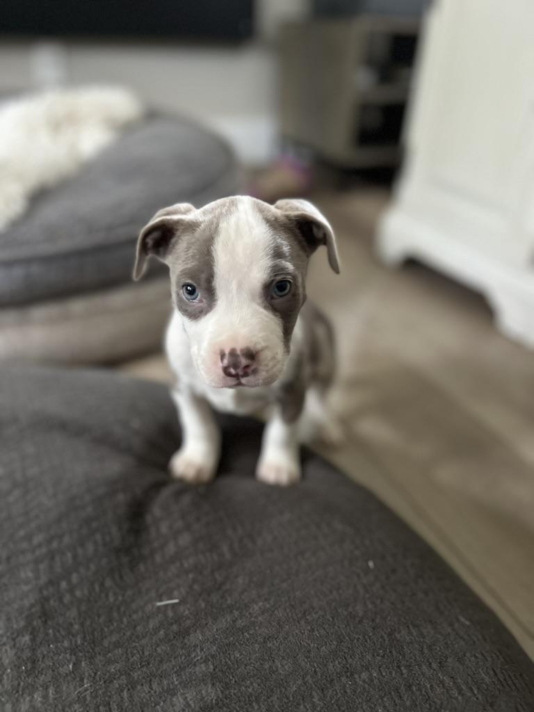 Enlarge mac - male puppy, an adopted American Bully in Sammamish, WA image 2/3