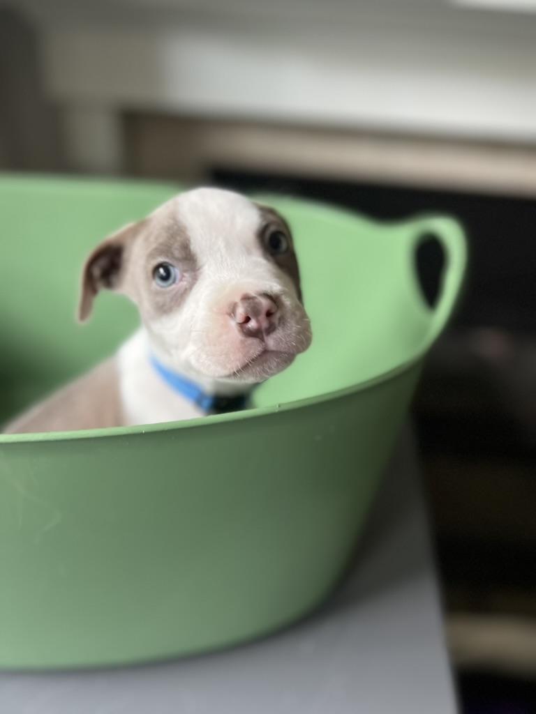 mac - male puppy, ADOPTABLE, Puppy Male American Bully.