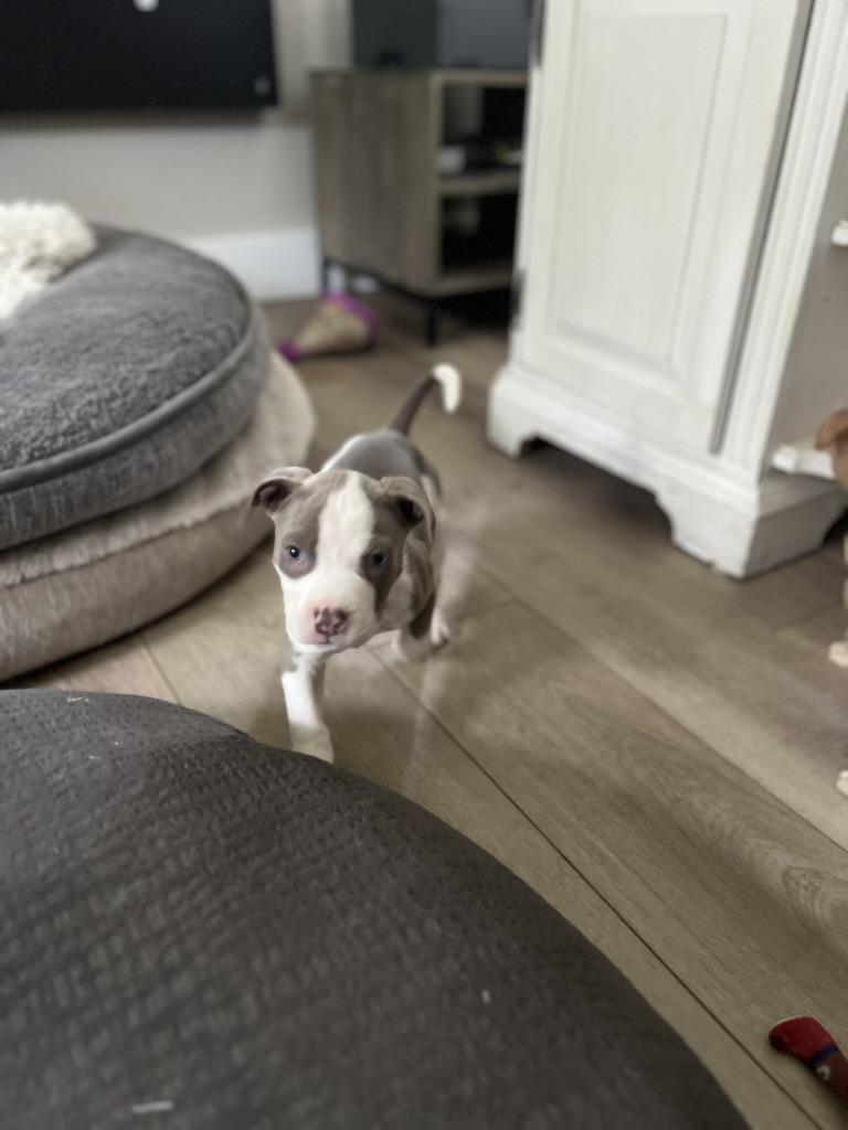 Enlarge mac - male puppy, an adopted American Bully in Sammamish, WA image 3/3