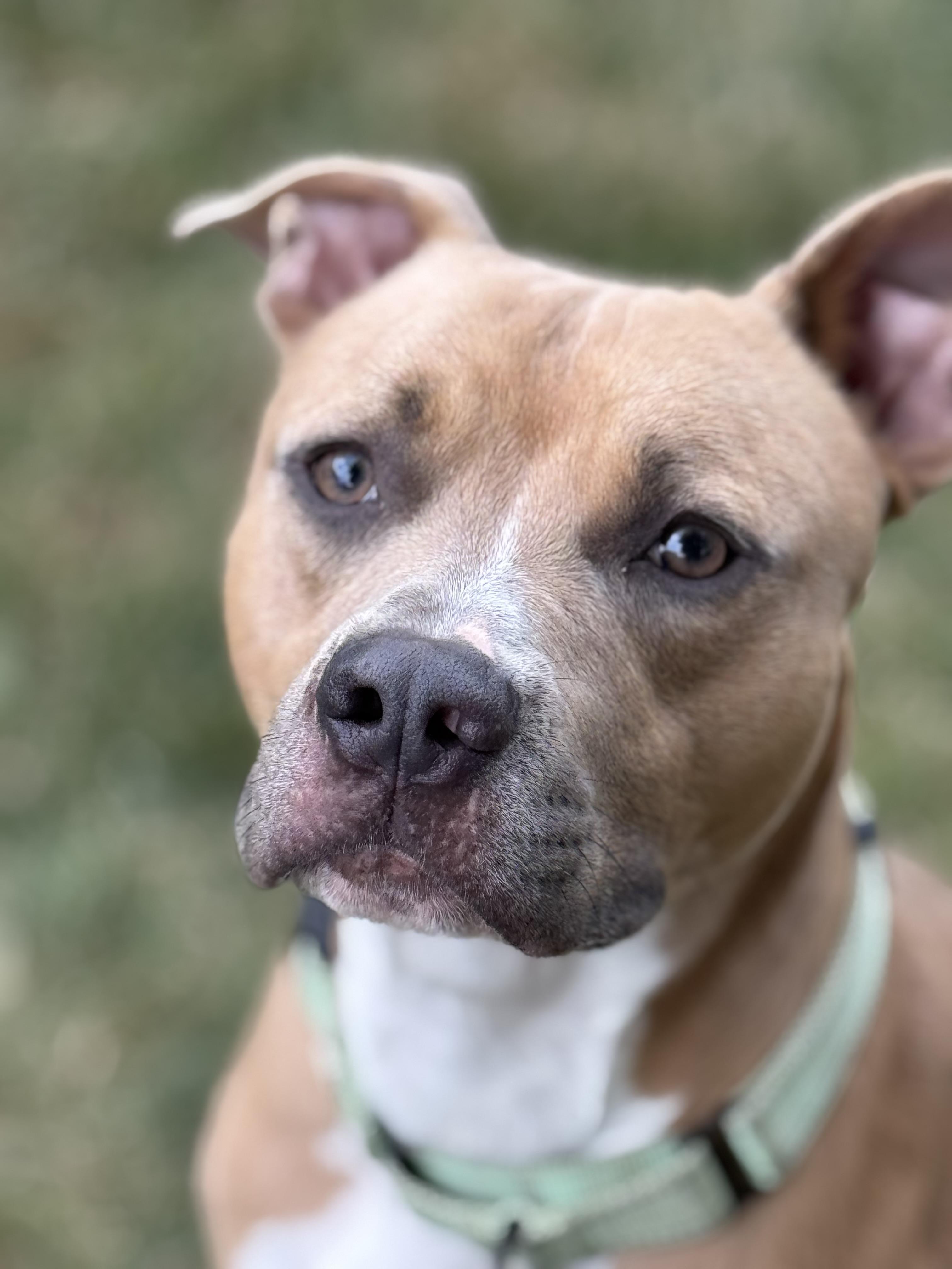 Monty, Adoptable, Young Male Pit Bull Terrier.