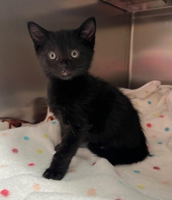 Enlarge Prancer, a Adoptable mixed breed in Great Falls, MT image 1/1