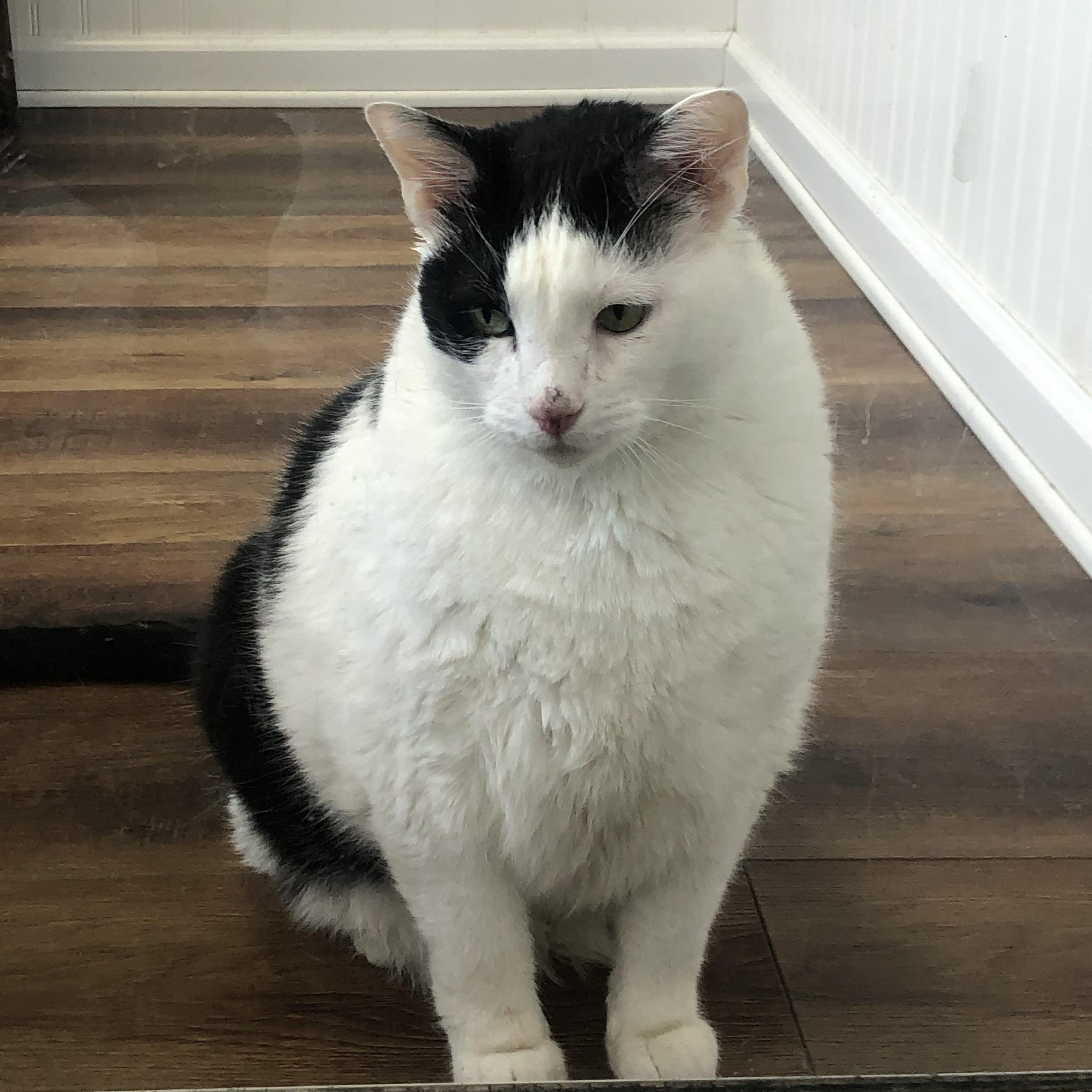 Enlarge Captain trouble & Major, a Adoptable mixed breed in Parma, OH image 2/4