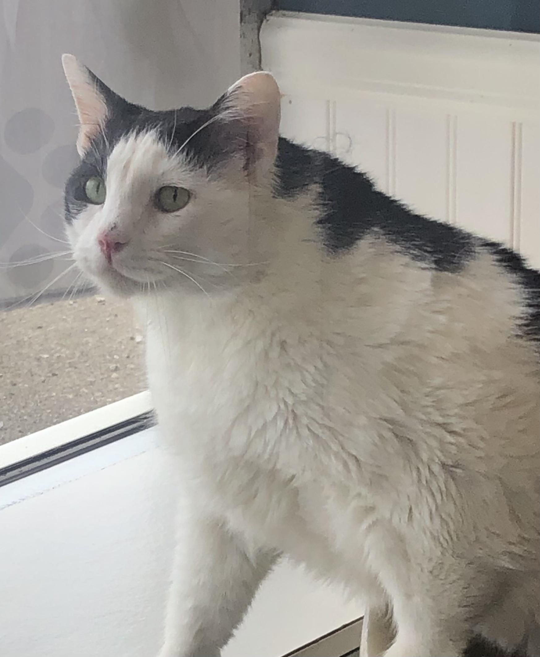 Enlarge Captain trouble & Major, a Adoptable mixed breed in Parma, OH image 4/4