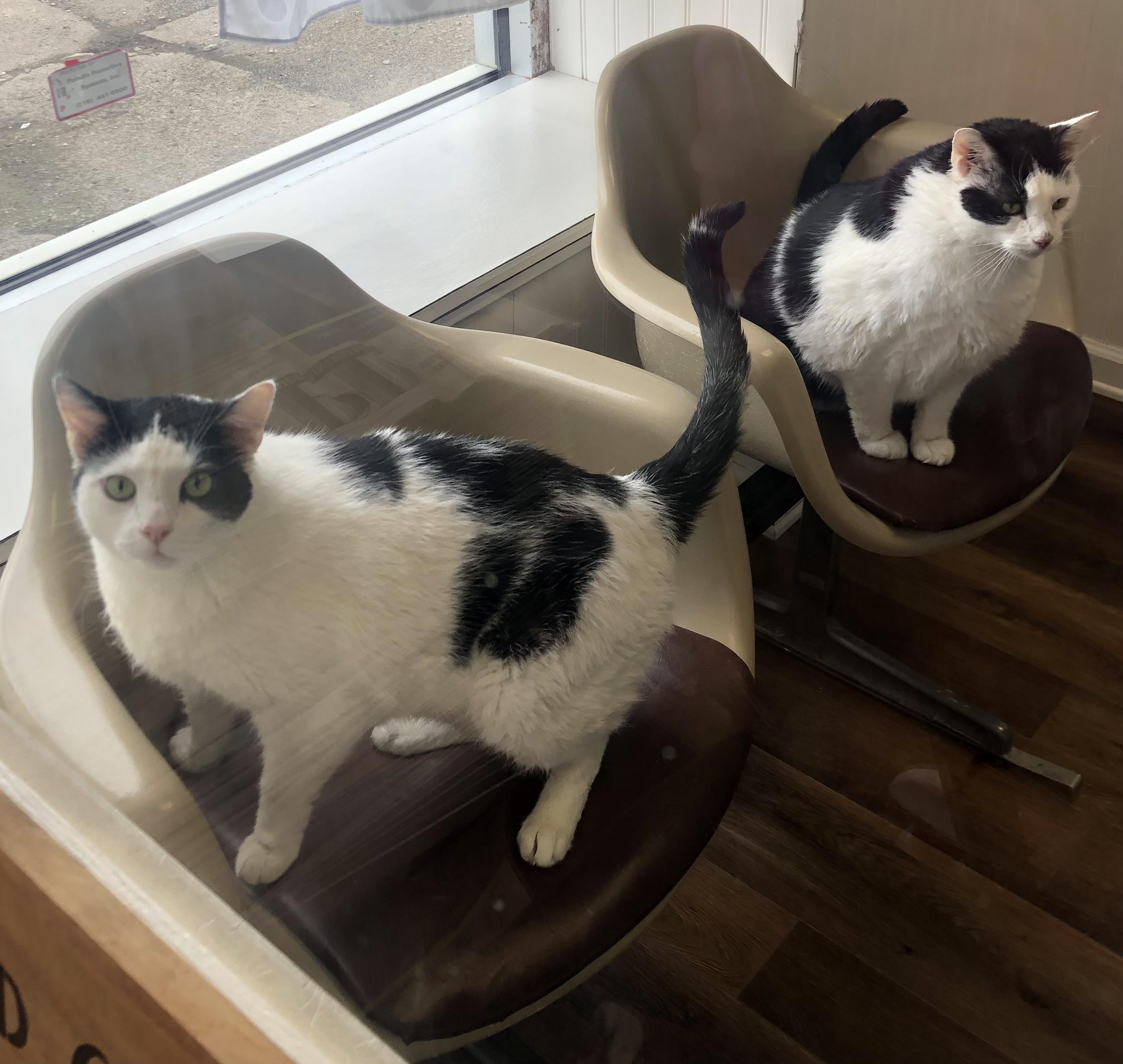 Captain trouble & Major, Adoptable, Adult Male Domestic Short Hair.