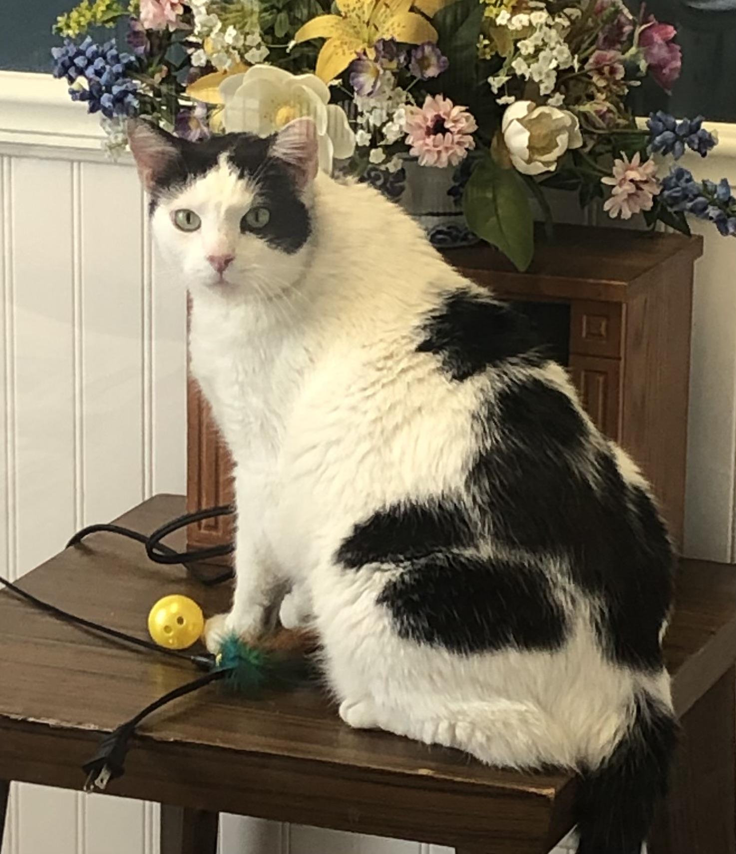 Enlarge Captain trouble & Major, a Adoptable mixed breed in Parma, OH image 3/4