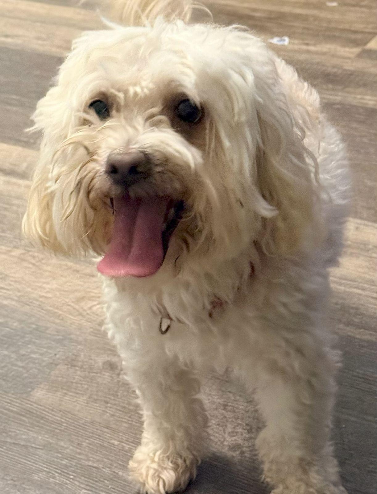 Enlarge Maui, a Adoptable Maltese in Cliffwood, NJ image 3/3