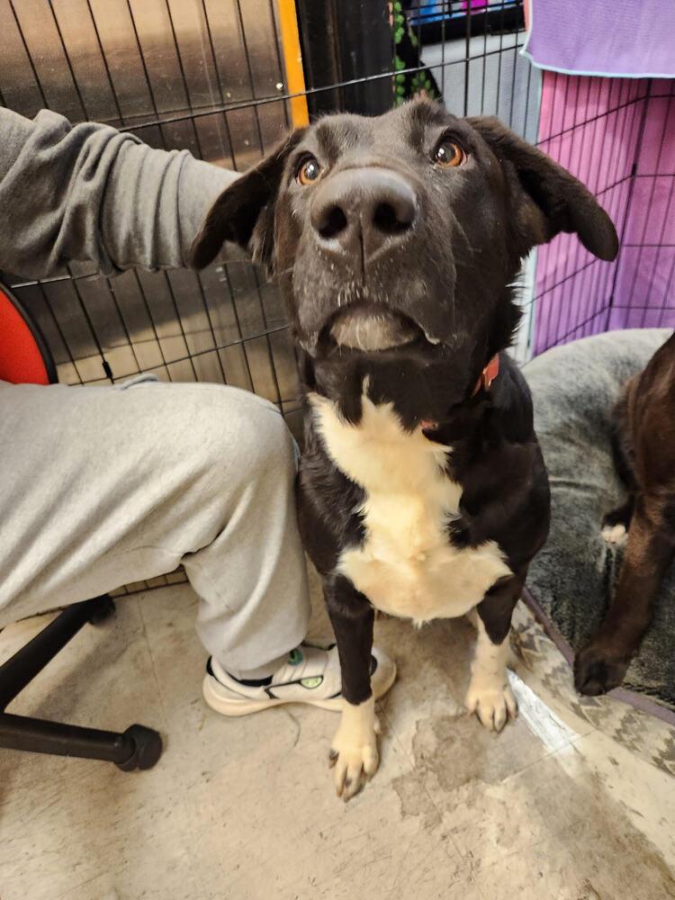 White Hands, Adoptable, Young Female Shepherd.