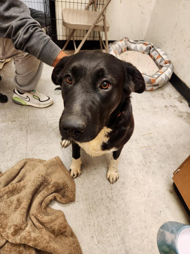 Enlarge White Hands, a Adoptable mixed breed in Lancaster, CA image 2/6