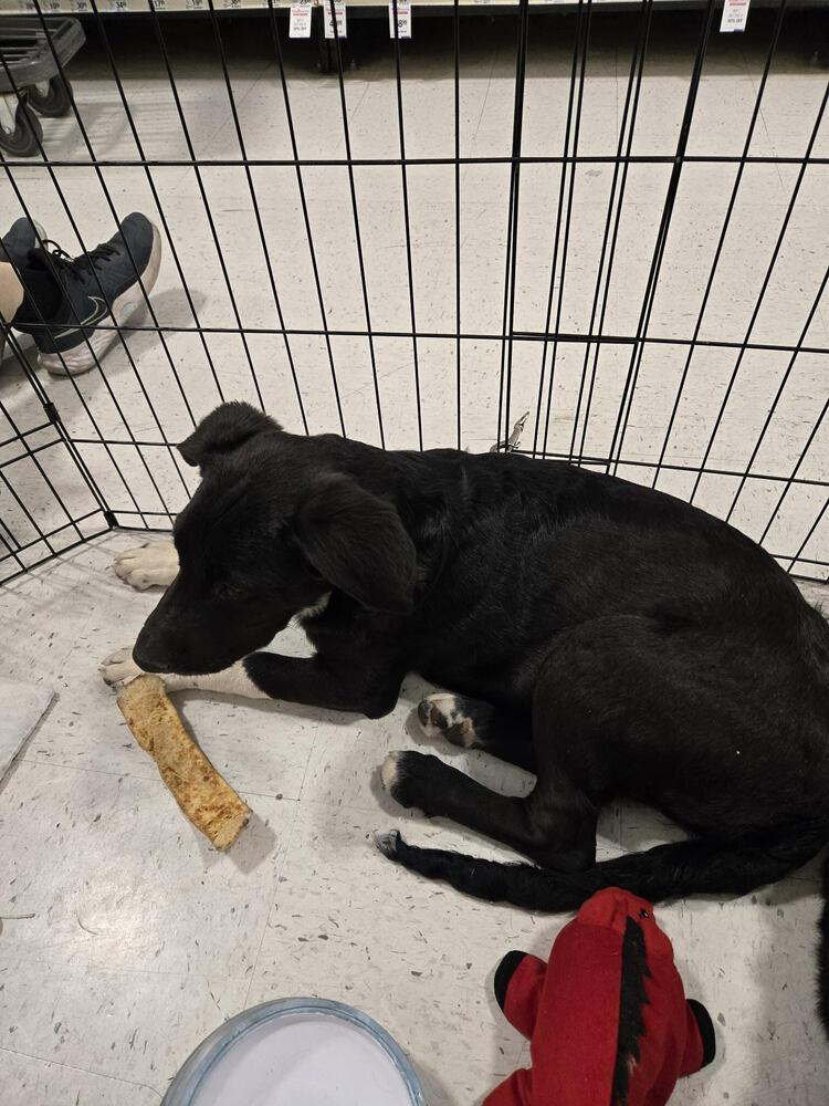 Enlarge White Hands, a Adoptable mixed breed in Lancaster, CA image 1/6