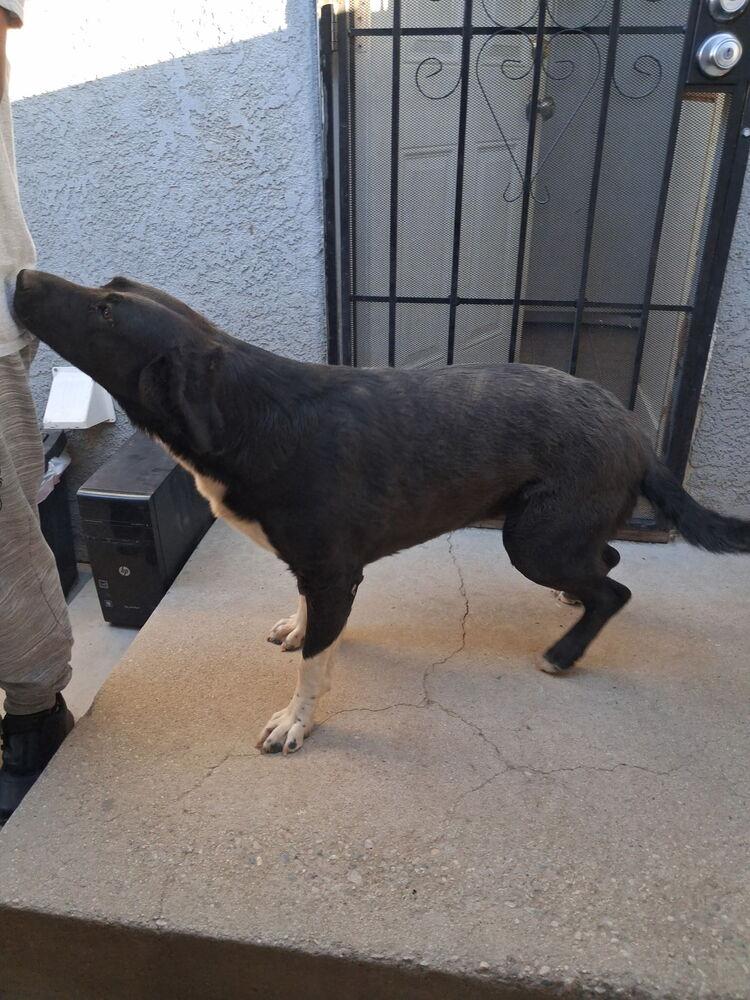 White Hands, a Adoptable mixed breed in Lancaster, CA image 3/6
